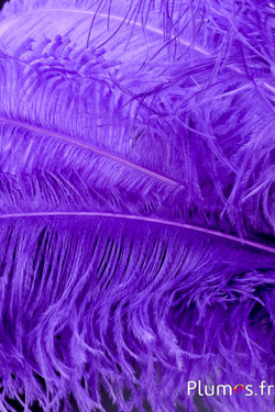 Autruche premium - 50-60 cm - lilas foncé